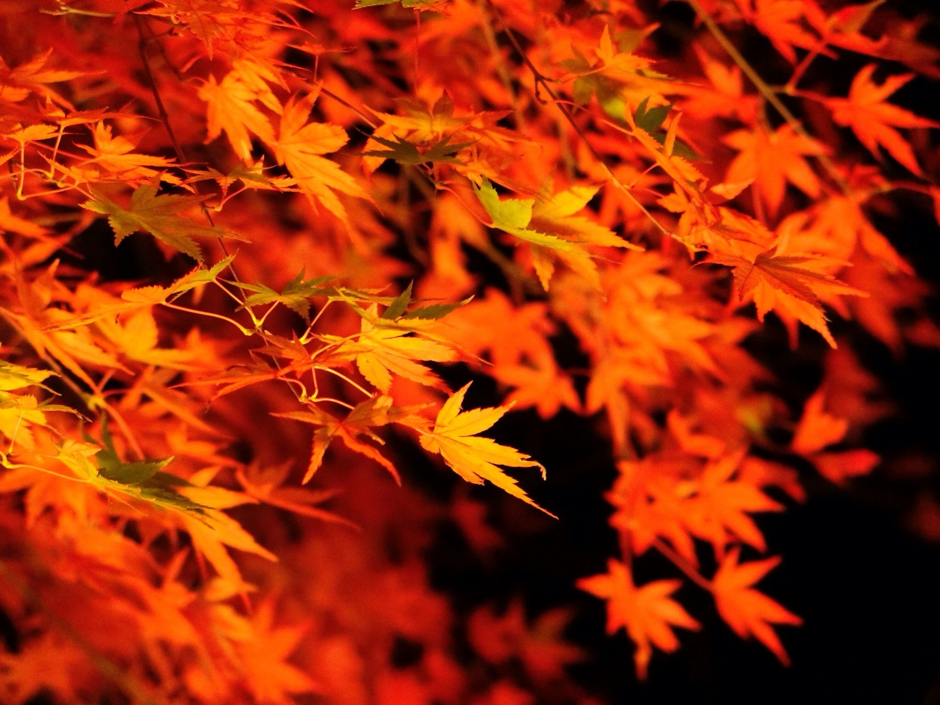埼玉県営和光樹林公園の紅葉