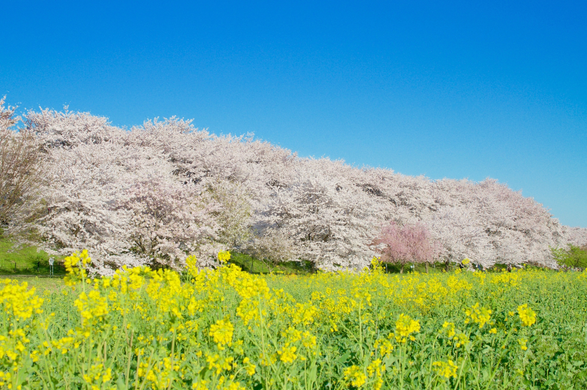 埼玉県の桜・お花見をするならここ！